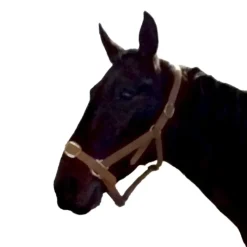 Gamme du Marechal Autres Licols^Gamme du Maréchal Licol en biothane - Marron