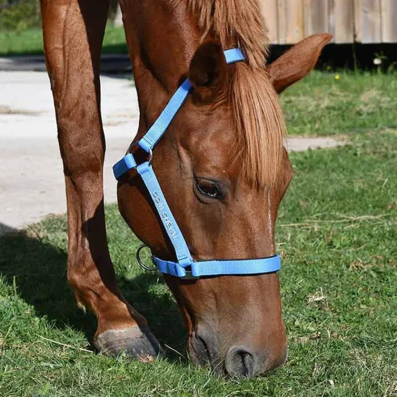 Gamme du Marechal Autres Licols^Gamme du Maréchal Licol Nylon Triple Épaisseur - Noir