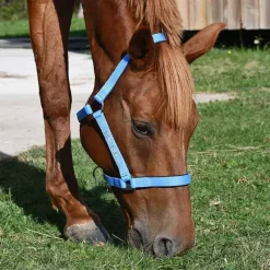 Gamme du Marechal Autres Licols^Gamme du Maréchal Licol Nylon Triple Épaisseur - Bleu Roi