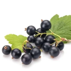 Horse Remedy Horse Remedy|Bourgeons^Macérat de Cassis