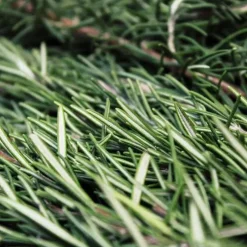 Horse Remedy Bourgeons|Horse Remedy^Macérat de Romarin