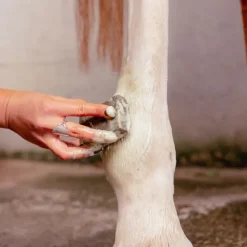 Karitale Shampoings|Désinfectants^Shampoing Traitant Cutané